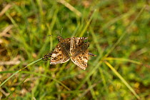 Dingy skippers (Erynnis tages), mating on Glaucous sedge (Carex flacca) Knightwick, Worcestershire, England, UK, May.