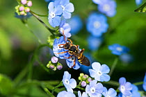 Gooden's nomad bee (Nomada gooeniana) on Great forget-me-not, (Brunnera macrophylla) in garden, Herefordshire Plateau, England, UK, May.