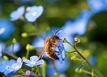 Buffish mining bee (Andrena nigroaenea) on  Great forget-me-not, (Brunnera macrophylla) in garden, Herefordshire Plateau, England, UK, May.
