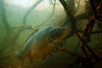 Common carp (Cyprinus carpio) amongst  the roots of  trees along lake shore, the Netherlands, March
