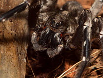 Desertas Grande Wolf Spider (Hogna ingens) close up portrait, Captive. Native to Desertas Grande Islands, Madiera