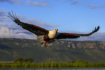 African fish eagle (Haliaeetus vocifer) flying, Zimanga Private Game Reserve, KwaZulu-Natal, South Africa.
