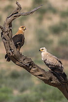 Tawny eagles (Aquila rapax), Kgalagadi Transfrontier Park, Northern Cape, South Africa.