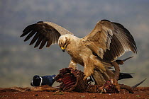 Tawny eagle (Aquila rapax) on carcass, Zimanga Private Game Reserve, KwaZulu-Natal, South Africa.