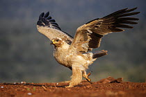 Tawny eagle (Aquila rapax), Zimanga Private Game Reserve, KwaZulu-Natal, South Africa.