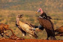 Lappetfaced vulture (Torgos tracheliotos) harrassing whitebacked vulture (Gyps africanus) at carcass, Zimanga Private Game Reserve, South Africa, January.