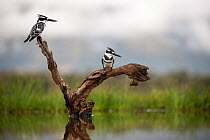 Pied kingfishers (Ceryle rudis), Zimanga Private Game Reserve, KwaZulu-Natal, South Africa, April 2017