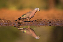 Emerald-spotted dove wood (Turtur chalcospilos), Zimanga Private Game Reserve, South Africa.