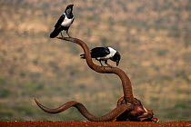 Pied crows (Corvus albus) perched on horns of antelope skull.  Zimanga Private Game Reserve, KwaZulu-Natal, South Africa.