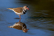 Three-banded plover (Charadrius tricollaris), Kruger National Park, South Africa.