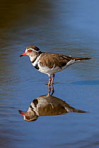 Three-banded plover (Charadrius tricollaris), Kruger National Park, South Africa.