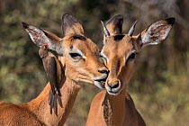 Impala (Aepyceros melampus) with redbilled oxpecker (Buphagus erythrorhynchus), Kruger National Park, South Africa.