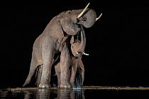 Elephants (Loxodonta africana) at waterhole drinking at night, Zimanga Private Game Reserve, KwaZulu-Natal, South Africa.