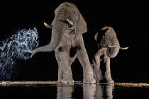 Elephants (Loxodonta africana) at waterhole drinking at night. One spraying water from trunk, Zimanga Private Game Reserve, KwaZulu-Natal, South Africa.