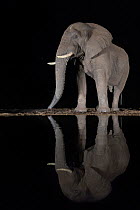 Elephant (Loxodonta africana) at waterhole drinking at night, Zimanga Private Game Reserve, KwaZulu-Natal, South Africa.