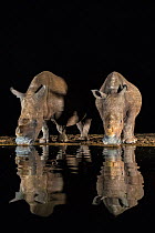 White rhino (Ceratotherium simum) at waterhole drinking at night, Zimanga Private Game Reserve, KwaZulu-Natal, South Africa.