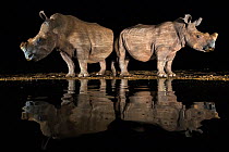 White rhino (Ceratotherium simum) at waterhole at night, Zimanga Private Game Reserve, KwaZulu-Natal, South Africa.