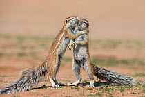 Young ground squirrels (Xerus inauris) fighting, Kgalagadi Transfrontier Park, Northern Cape, South Africa, January.