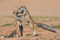 Young ground squirrels (Xerus inauris) fighting, Kgalagadi Transfrontier Park, Northern Cape, South Africa, January.