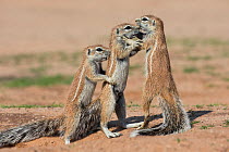 Young ground squirrels (Xerus inauris), Kgalagadi Transfrontier Park, Northern Cape, South Africa, January.