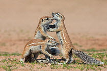Young Ground squirrels (Xerus inauris) interacting, Kgalagadi Transfrontier Park, Northern Cape, South Africa, January.