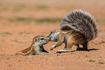Ground squirrels (Xerus inauris) interacting, Kgalagadi Transfrontier Park, Northern Cape, South Africa, January.