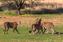 Cheetah (Acinonyx jubatus) family killing wildebeest (Connochaetes taurinus) calf, Kgalagadi Transfrontier Park, Northern Cape, South Africa, January.