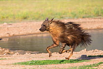 Brown hyaena (Hyaena brunnea) running, Kgalagadi Transfrontier Park, Northern Cape, South Africa, January.