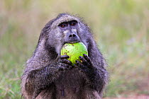 Chacma baboon (Papio ursinus) eating green Monkey orange fruit (Strychnos spinosa), Kruger National Park, South Africa.