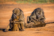 Chacma baboons (Papio ursinus) mothers grooming infants,Kruger National Park, South Africa.