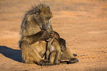 Chacma baboons (Papio ursinus) grooming infant, Kruger National Park, South Africa.