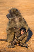 Chacma baboon (Papio ursinus) with young, Kruger National Park, South Africa, May.