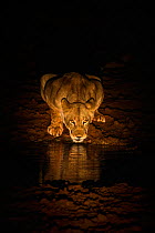Lioness (Panthera leo) drinking at night, Zimanga Private Game Reserve, KwaZulu-Natal, South Africa.