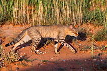 African wildcat (Felis silvestris lybica), Kgalagadi Transfrontier Park, Northern Cape, South Africa.