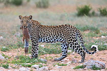 Leopard (Panthera pardus) female with ground squirrel (Xerus inauris)  it has just caught, Kgalagadi Transfrontier Park, Northern Cape, South Africa.