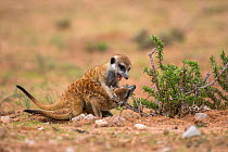 Meerkats (Suricata suricatta) playfighting, Kgalagadi Transfrontier Park, Northern Cape, South Africa, January.