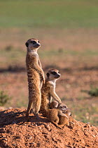 Meerkats (Suricata suricatta) with young, Kgalagadi Transfrontier Park, Northern Cape, South Africa, January.