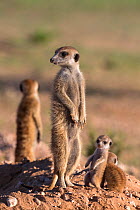 Meerkat (Suricata suricatta) with young, Kgalagadi Transfrontier Park, Northern Cape, South Africa, January.
