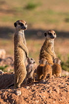 Meerkats (Suricata suricatta) with young, Kgalagadi Transfrontier Park, Northern Cape, South Africa, January.