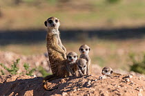 Meerkat (Suricata suricatta) with young, Kgalagadi Transfrontier Park, Northern Cape, South Africa, January.