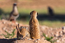 Meerkat (Suricata suricatta) with young watching bird (crowned plover), Kgalagadi Transfrontier Park, Northern Cape, South Africa, January.