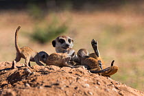 Meerkat (Suricata suricatta) suckling young, Kgalagadi Transfrontier Park, Northern Cape, South Africa, January.