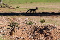 Meerkat (Suricata suricatta) watching Cape fox (Vulpes chama) Kgalagadi Transfrontier Park, Northern Cape, South Africa, January.