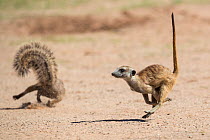 Meerkat (Suricata suricatta) running, Kgalagadi Transfrontier Park, Northern Cape, South Africa, January.