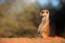 Young meerkat (Suricata suricatta), Kgalagadi Transfrontier Park, Northern Cape, South Africa, January.