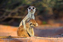Meerkats (Suricata suricatta) socialising, Kgalagadi Transfrontier Park, Northern Cape, South Africa, January.