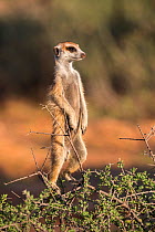 Meerkat (Suricata suricatta) sentry standing atop bush, Kgalagadi Transfrontier Park, Northern Cape, South Africa, January.
