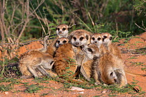 Meerkats (Suricata suricatta), Kgalagadi Transfrontier Park, Northern Cape, South Africa, January.