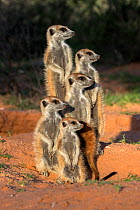 Meerkats (Suricata suricatta), Kgalagadi Transfrontier Park, Northern Cape, South Africa, January.