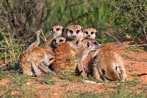 Meerkats (Suricata suricatta), Kgalagadi Transfrontier Park, Northern Cape, South Africa, January.